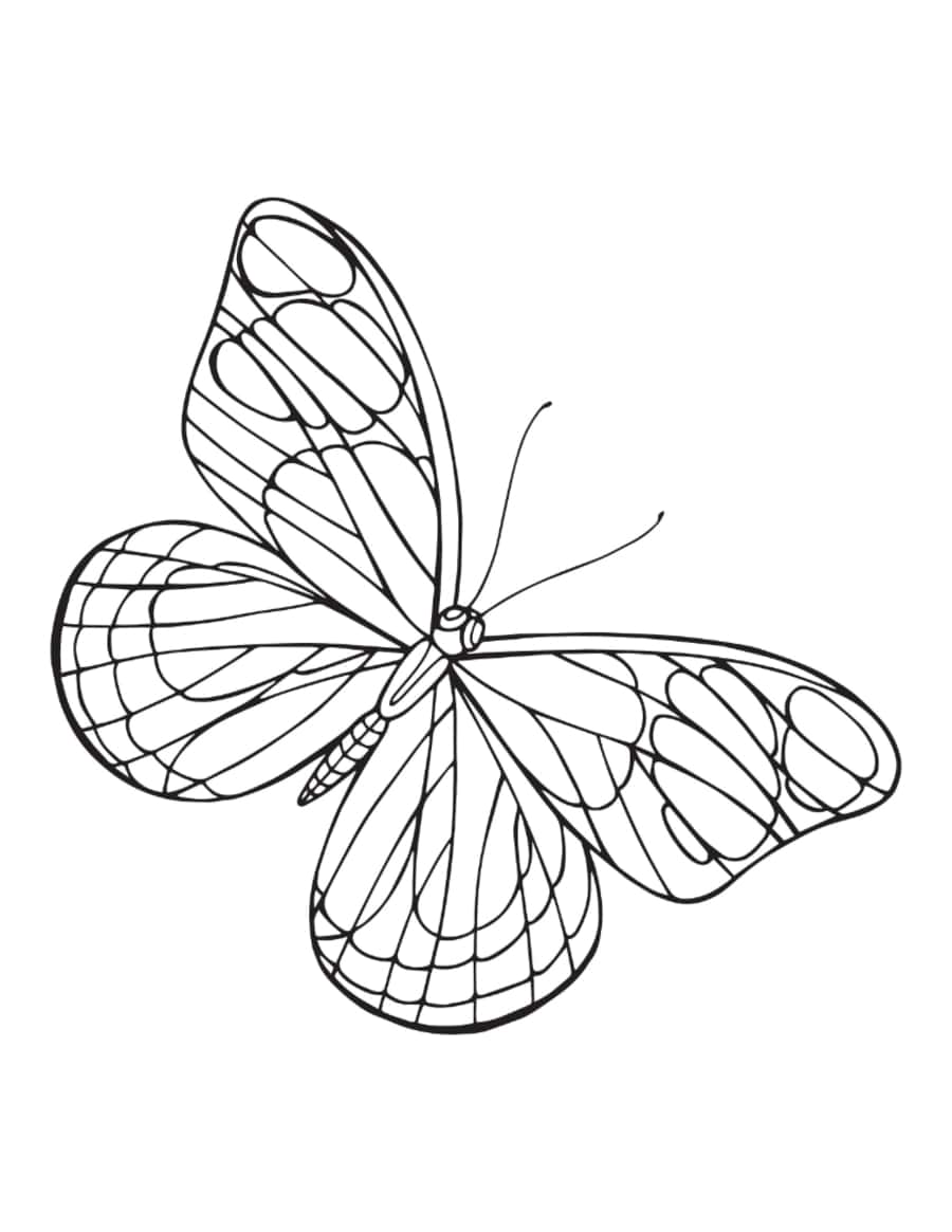 Butterfly Simple Outline Wing Veins Coloring Pages Pdf Free Vectors